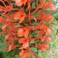 Hedychium coccineum Buch.-Ham. ex Sm.